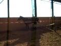 HorseBase Video (www.horsebase.de)