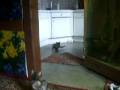katze durchgedreht funny cat