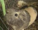 Meerschweinchen Impressionen I