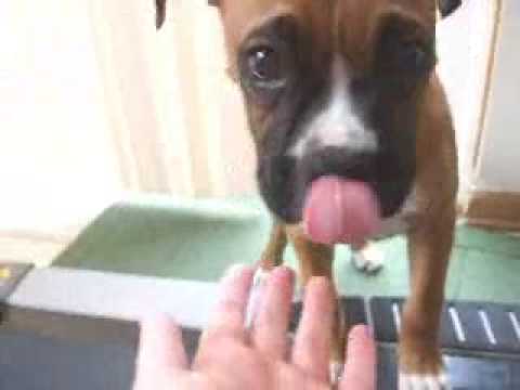boxer puppies funny