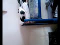 Siesta inconclusa