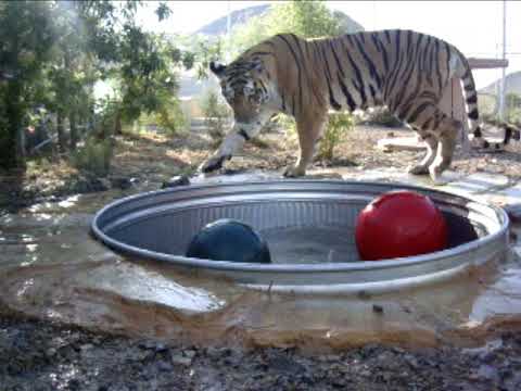 Tiger Top Tiger Top