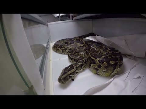 YouTube reptile video