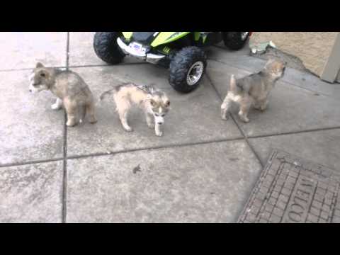 sara and her brothers playing