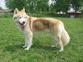 dino the golden retriever   dog run  zimba