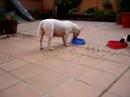 puppies bull terrier puppies bull terrier