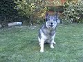 Swedish Vallhund Lady