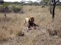 Serengeti Leeuw verscheurt vlees