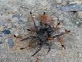 Massive Bull Ants Carrying A Huge Dead Funnelweb Spider