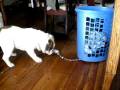 Argus the English Bulldog Is Frightened by a Laundry Basket