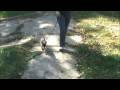 Kira The Siamese Cat Walking On A Leash Kira The Siamese Cat Walking On A Leash