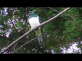 New Zealand Wood Pigeon