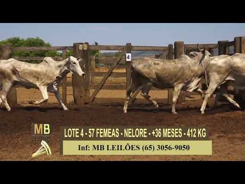 365� LEIL�O VIRTUAL MB LEIL�ES