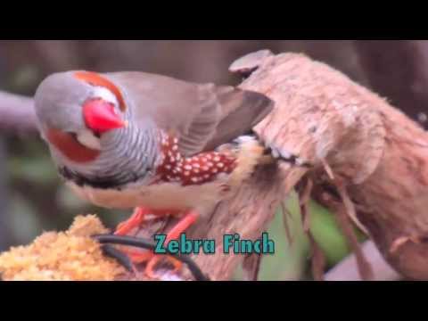 how to care for a zebra finch