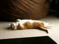 MEOW