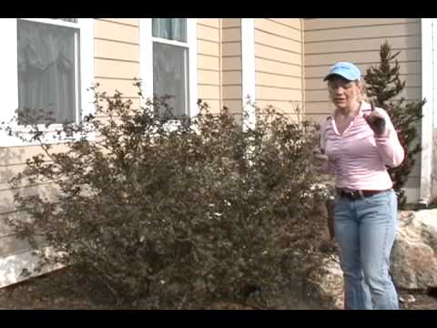 how to transplant a knockout rose bush