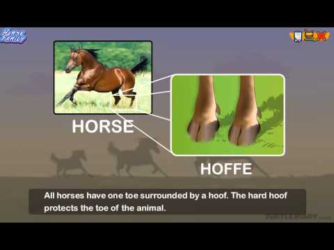 Every Type of Horse in the Horse Family! *Animal Science for Kids*