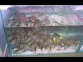 Bourse Aquariophile   CAC 2008