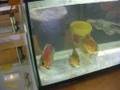 Bourse Aquariophile CAC 2008