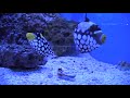 Balistoides conspicillum, Dr�ckerfisch