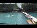 videos de Seaquarium - Delfines 2