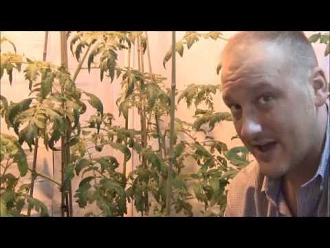 how to fertilize tomato seedlings