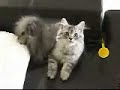 boody-being-boody.html
