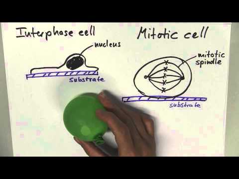 Two Minute Talk: Mitotic Cell Rounding