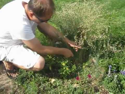 how to harvest flax