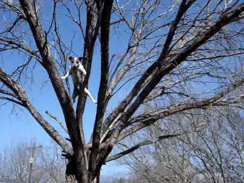 how to jack a tree