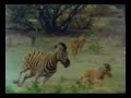 Zebra nin Fedakarligi Zebra nin Fedakarligi