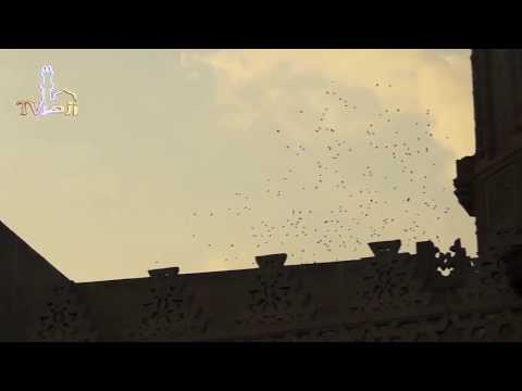 الحلقة 10 من شرح كتاب الوصايا من صحيح البخارى للدكتور محمد عبدالقوى