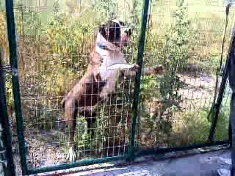 bandog