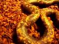 Rarely Seen Burrowing Python
