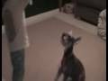 videos de CupidRollOver