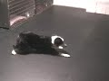 Squeeze crawls