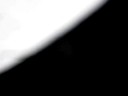 Patte de col�opt�re : Le \"Lucane cerf volant\" x4