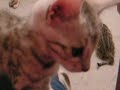 Zazen Kitten Play - the zooms Zazen Kitten Play - the zooms