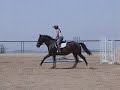 Pollyanna - Lovely Hunter For Sale Pollyanna - Lovely Hunter For Sale