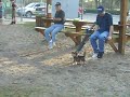 Gizmos first time at the Dog Park