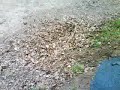 ryan big set.MP4