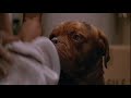Turner & Hooch - Hooch\