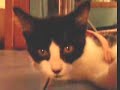 New Kitteh