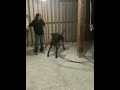Miura vs. The hula hoop