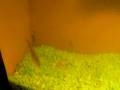 videos de Cichla Pinima Feeding Sample