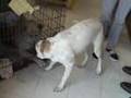 Missy Springer Spaniel mix rescue, Obedience Training +