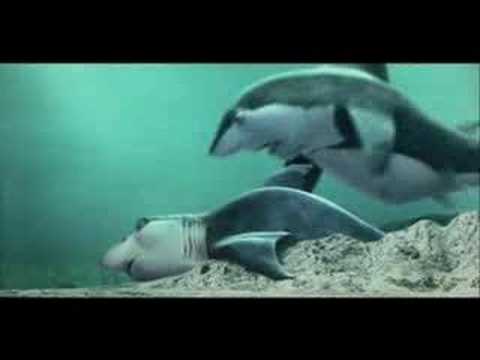 shark tale