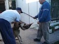 Oso trabajando la presa Oso trabajando la presa