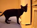 snikt-and-thwip-aged-19-weeks.html