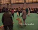 Crufts 2008 Golden Good Citizen Dog Scheme Dog